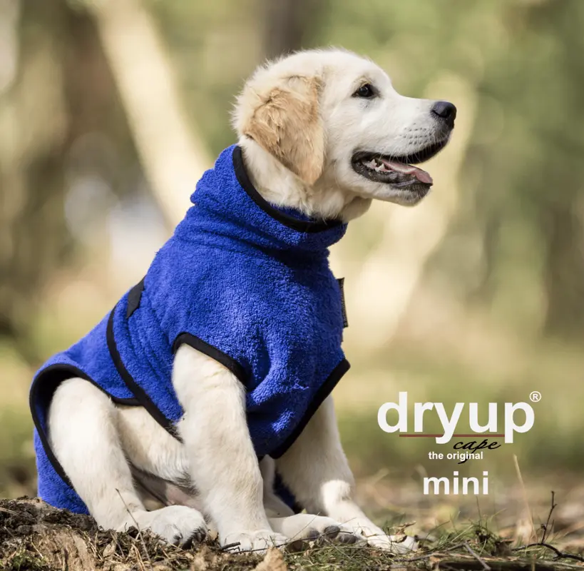 actionfactory Dryup cape blueberry