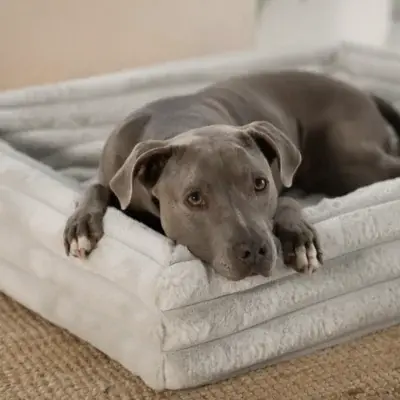 ammi for dogs® Kuschelbezug Hunde grau