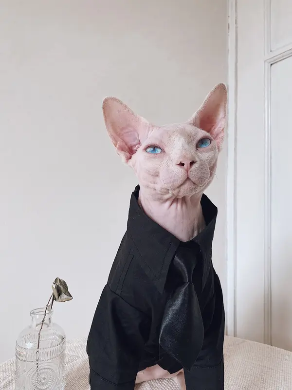 Anzug für haarlose Katzen