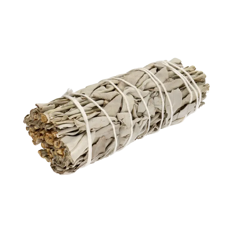 Kalifornischer Weißer Salbei – Salvia apiana