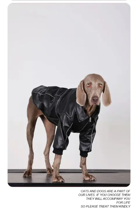 Lederjacke für mittelgrosse bis grosse Hunde