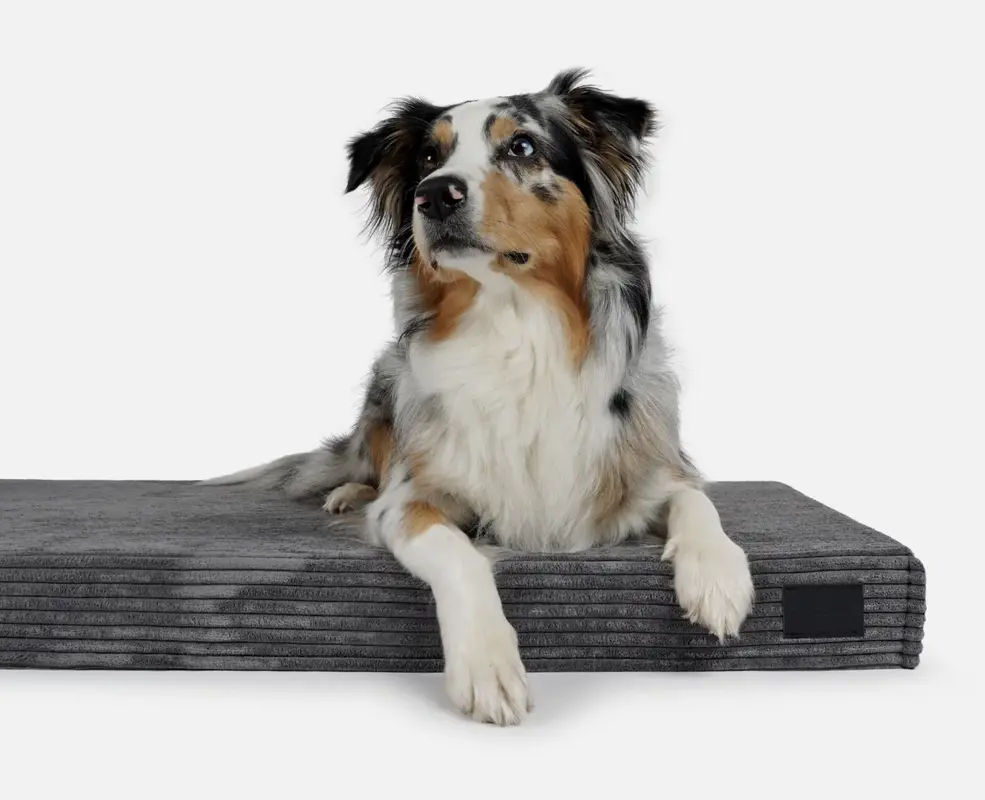 padsforall Hundematte Solana Cord