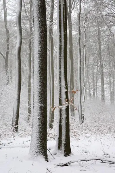 Schnee 2